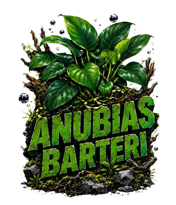 Barteri